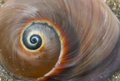 Weaving the Dialectical Spiral into Individual Development
