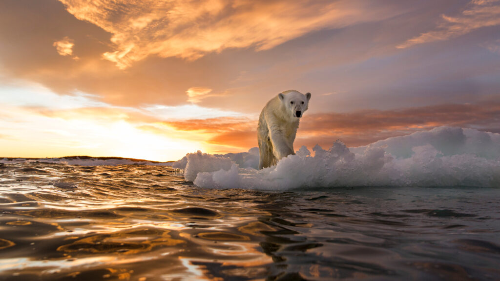 Climate Code Red Analysis  and Sea Level Warnings