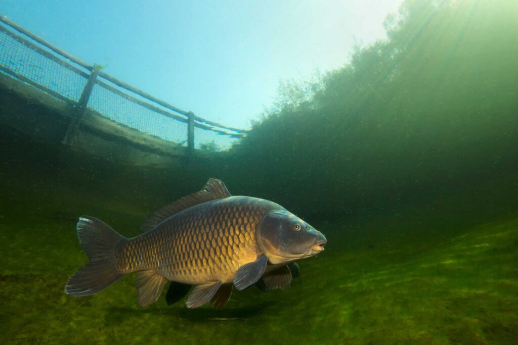 Fish Killing Mania