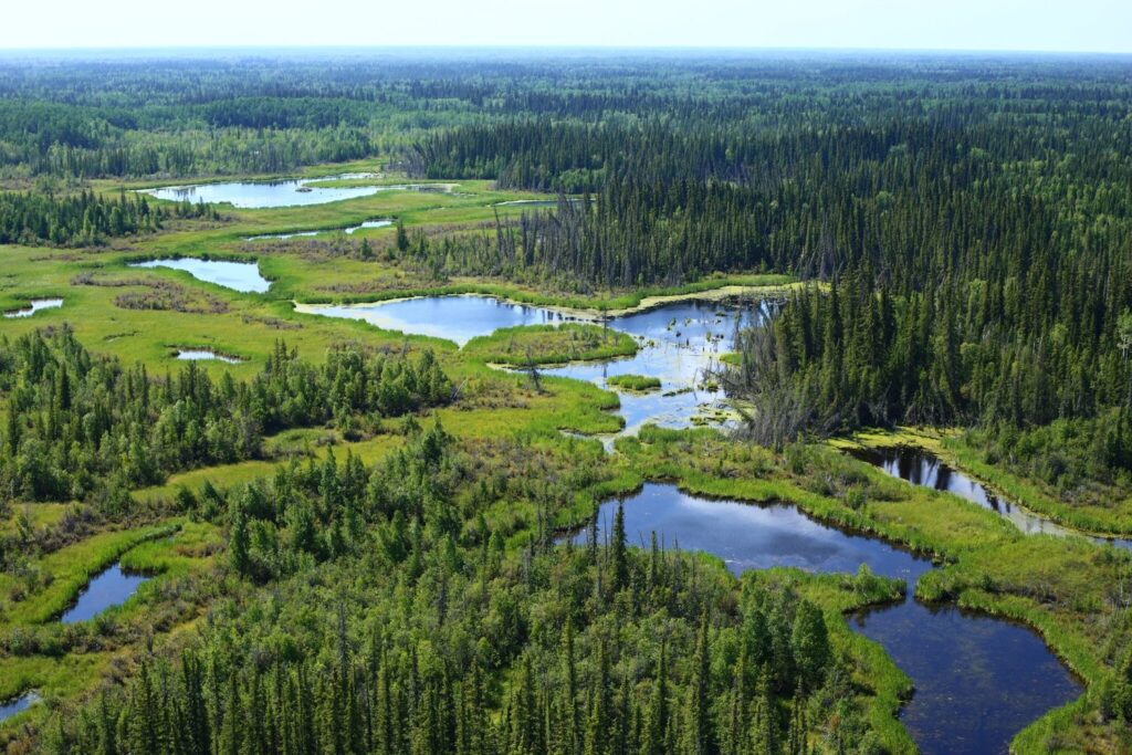Supremes Declare War on Wetlands