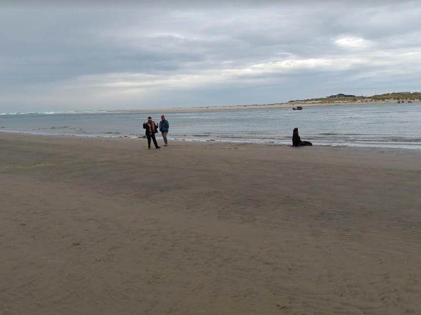 Respite: Smart People, Concerned Environmentalists, Talking Whales, Kelp, Tidepools