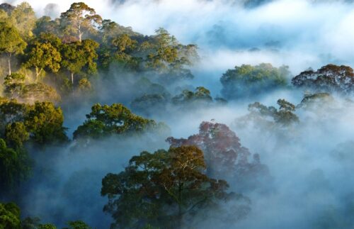 Amazon Rainforest Collapse?