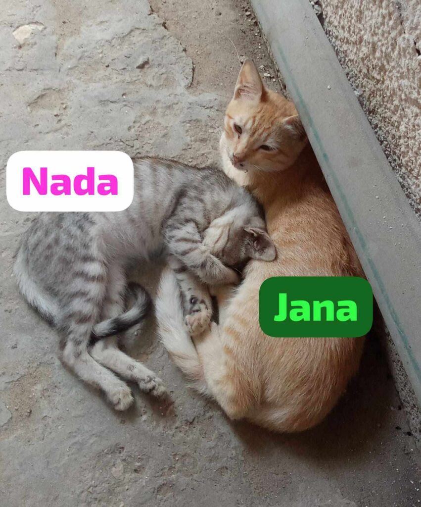 The Cats of Gaza