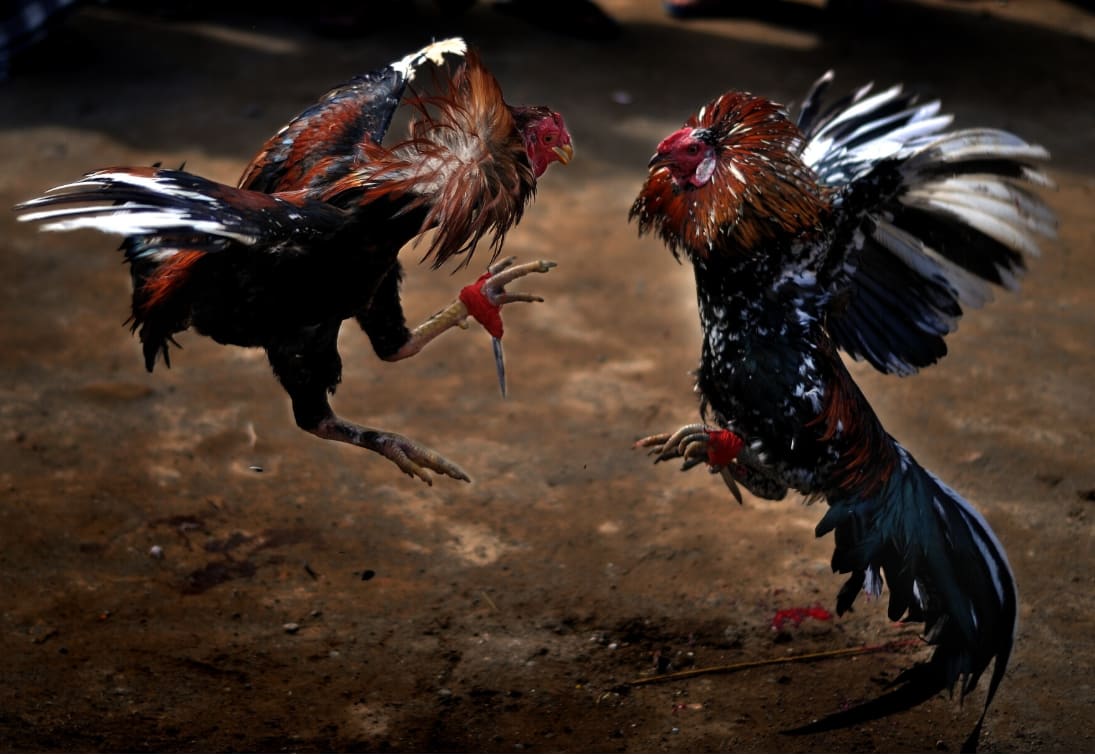 Cocks Coming Back Home to, well, not Roost, but to Gouge, Scratch, Cut, Swipe, Kill