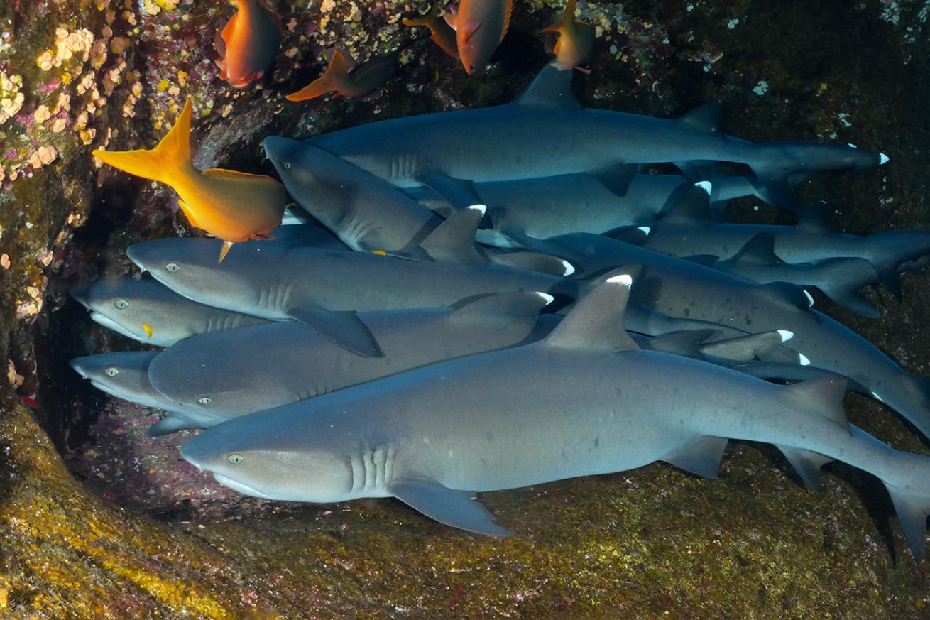 Sharks and Rays and Skates and Chimaeras: Spielberg/Benchley Messed it up big time back then for Great WHITES — Now?