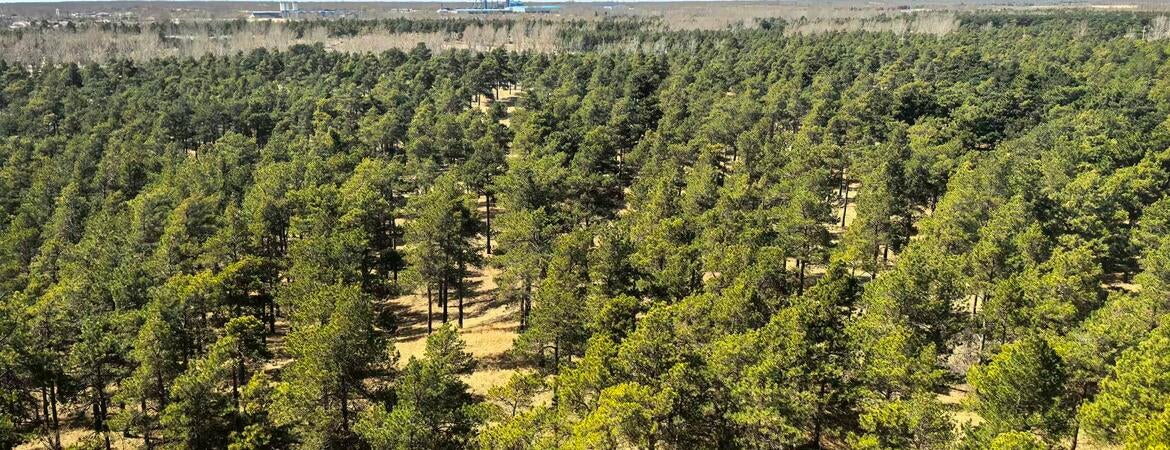 40-Year Taklamakan Greening Project Bears Fruit